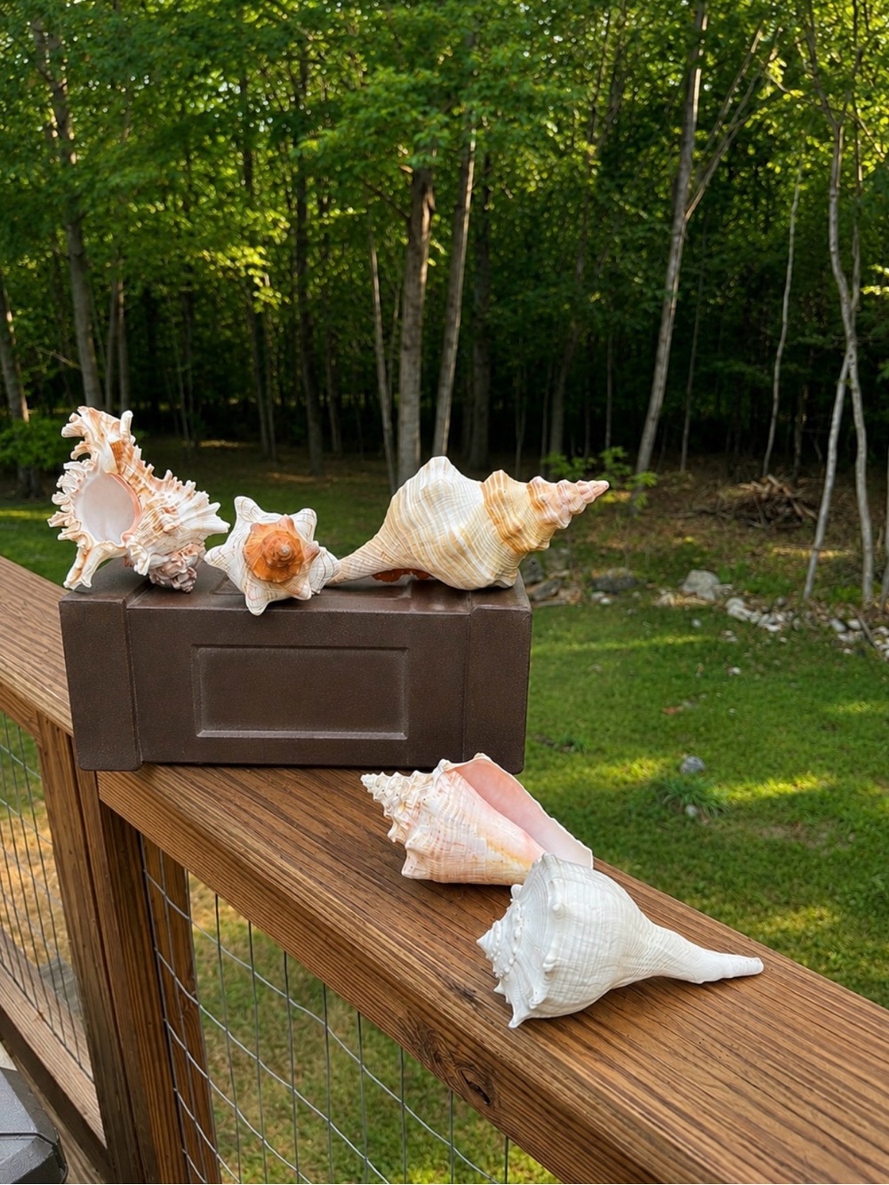 5 Large SeaShells | 🐚 Read Description - Picture 13 of 13